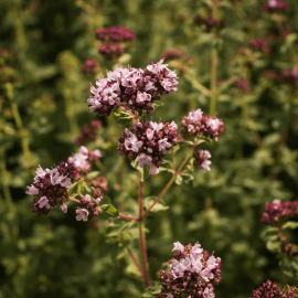 Herbs