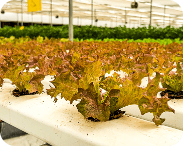 Sustainable Investment